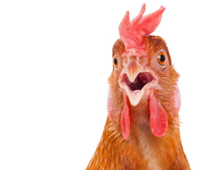chicken-differentiation